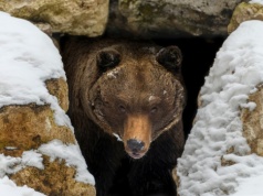 Kiedy niedźwiedzie budzą się z zimowego snu?