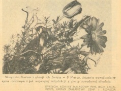 Czar zamechowskiego Dnia Kobiet