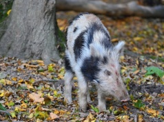 Sensacja w polskich lasach. Pojawił się tu zmutowany genetycznie dzik