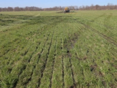 Tyle kosztuje hektar łąki w twoim województwie. Sprawdź nowe ceny
