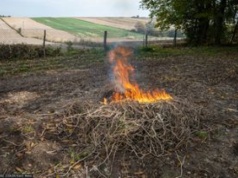 Palenie gałęzi na swojej działce. Oto co mówi prawo