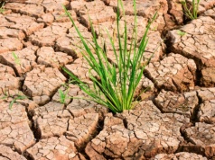 U progu sezonu wegetacyjnego brakuje wody dla rolnictwa w Azji Centralnej