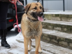 Czekają na dom, nie na cud. W schronisku zwierzęta wciąż wypatrują człowieka