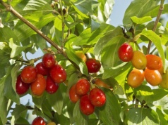 Polacy go opatentowali. Ten niedoceniany owoc okazał się skarbem