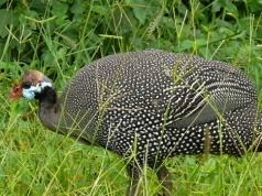 Jeśli ten ptak zjawi się w ogrodzie, już po kleszczach. Wyłapie wszystkie