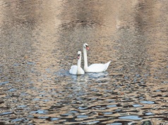 Łabędzie i sowy wróciły na wolność