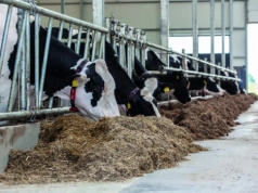 Zdrowotne pułapki wysokiej wydajności mlecznej – jak uchronić stado przed kryzysem?