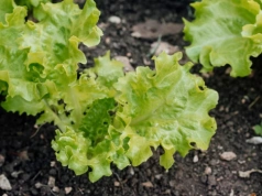 Ten sposób wysiewu sałaty daje rekordowe plony. Główki będą ogromne i chrupiące