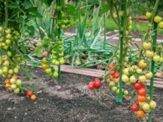 Sadzisz to obok pomidorów? Nie dziw się, że słabo owocują