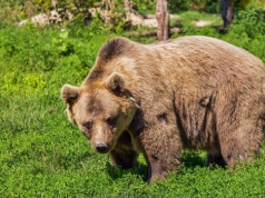 Niedźwiedź zaatakował mężczyznę w Bieszczadach. Do zdarzenia doszło niedaleko zabudowań