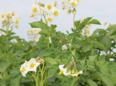 Budowanie odporności ziemniaka na choroby. Musimy działać na wielu poziomach