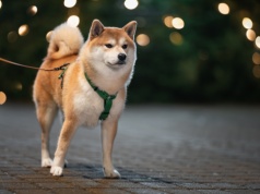 1000 funtów kary za smycz dłuższą niż 2 metry. Weszły sezonowe przepisy wyprowadzania psów