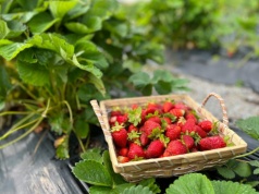 8500 zł miesięcznie za zbieranie owoców. Praca sezonowa za granicą kusi Polaków