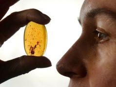 Mrówki z czasów dinozaurów. Co ujawnia bursztyn z okresu kredy?