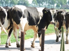 Kradli bydło z pastwisk i zaatakowali gospodarza. W sprawę zamieszani mieszkańcy powiatu wysokomazowieckiego