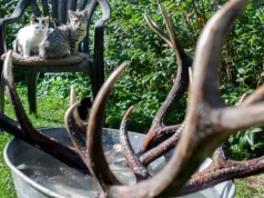 Sezon na „leśne złoto”. Zbieranie poroża jest legalne, ale pod warunkami