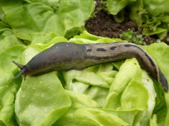 Ślimaki natychmiast wyniosą się z ogrodu. Bezpiecznie i skutecznie