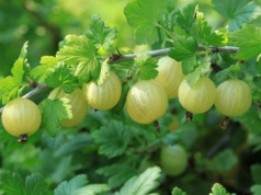 Rozsyp w marcu pod agrestem. Latem będziesz mieć zatrzęsienie owoców