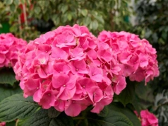 Wsyp 5 łyżek do wody i podlej hortensje w marcu. Latem krzew ugnie się od kwiatów