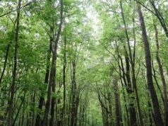 Lasoterapia oraz kąpiel leśna. Zdrowie i spokój najszybciej odnajdziesz w lesie