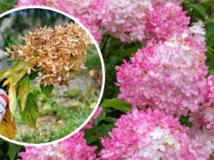 Przycinanie hortensji wiosną. Kiedy i jak ciąć, aby obficie kwitły?