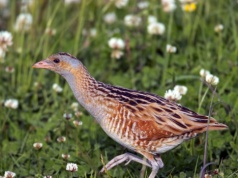 Przylatuje z zimowiska w nocy. Ten ptak prowadzi bardzo skryty tryb życia
