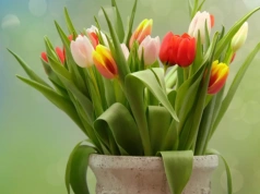 Życzenia na Dzień Kobiet od redakcji „Tygodnika Siedleckiego”