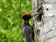 Polski ptak obraca drzewa w perzynę. Mówią o nim "ptak-demolka"