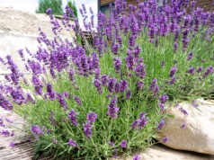 Teraz jest moment na cięcie lawendy. Odda morze kwiatów