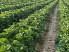 Truskawki pod presją chorób. Doradca radzi: zacznijcie ochronę wcześnie