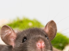 Domagają się praw dla szczurów. Dzisiaj giną one w męczarniach