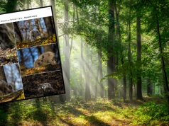 Nietypowe zwierzę w polskim lesie. "To rzadkość"