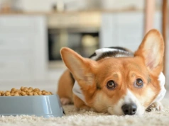 Szokujące odkrycie w karmie dla psów i kotów. Kontrola ujawnia prawdę