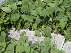 Co siać w marcu na rozsadę? Lista warzyw i terminy siewu