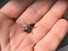 Gdy otwierasz słoik miodu, kryje się w nim historia milionów… pracowitych kobiet