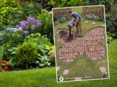 Wytłaczanki po jajkach zbieram już od miesiąca. Potem rozkładam w ogrodzie i problem z głowy