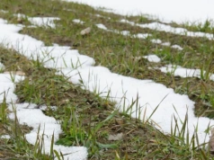 Azot, siarka czy magnez? Od tego zacznij nawożenie ozimin