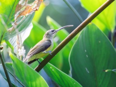 Tropikalne lasy deszczowe – bastiony bioróżnorodności ptaków