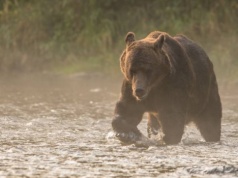 Atak niedźwiedzia w Bieszczadach. 53-latek ledwo uszedł z życiem