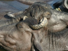Wielka tajemnica ssaków. Dlaczego nie są bardziej kolorowe?