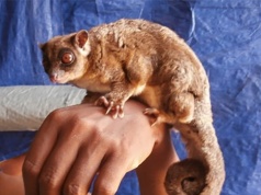 Znane były tylko ze skamieniałości. Nagle znaleźli żywe w lesie