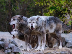 Niemcy zezwalają na odstrzał wilków. A rolnicy mogą bronić swoich stad