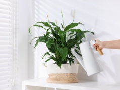 Napar z tej przyprawy wzmocni skrzydłokwiat. Podlej, a obficie zakwitnie