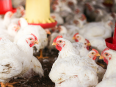 Polska branża drobiarska zagrożona? Umowa z Mercosur budzi poważne obawy