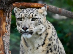 Suri zwyciężczynią na Zwierzaka Miesiąca Warszawskiego ZOO