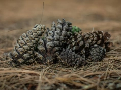 Tragedia przy zbiorze szyszek w Józefowie. Jedna osoba nie żyje, druga walczy o życie