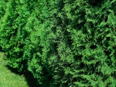 Zamiast wylewać do zlewu, podlej tym tuje. Odżyją w oczach i znów będą intensywnie zielone