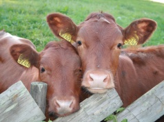 Masz dobrostan zwierząt? Pilnuj terminów – inaczej stracisz część dopłat