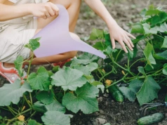 Podlewaj tym ogórki raz na 2 tygodnie. Zbierzesz dwa razy więcej plonów