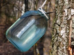 Ten sok wspiera odporność na wiosnę. Już za chwilę będzie można go ściągać